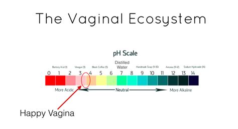 Vagina 101 Overview From The Vagina Dialogues Dr Marnie Luck