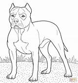 Pitbull Coloring Pages Printable Drawing Pitbulls Color Dog American Nose Red Puppy Print Cute sketch template