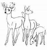 Herd Stream Deers Waters Sheets Aladdin Mammals Ausmalbilder sketch template