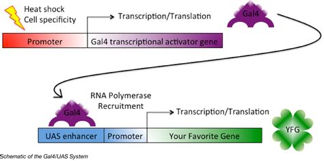 quick guide  working  drosophila part  controlling gene expression  flies  galuas