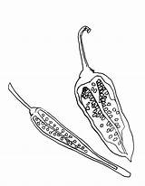 Chili Drawing Pepper Chilli Getdrawings Halves sketch template