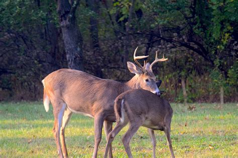 White Tailed Deer Herd Management Age Structure And Sex Ratio