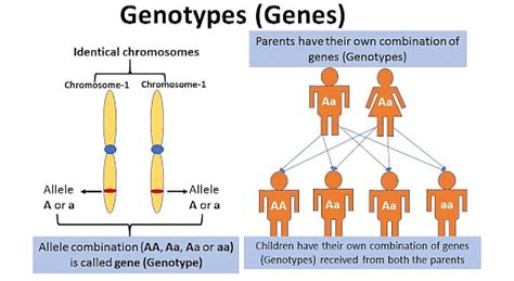 genotype definition meaning types and examples