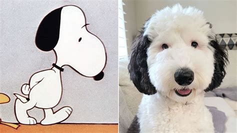 kind  dog  snoopy  petster