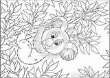 Eucalyptus Coloring Designlooter Branch Koala Hanging Outline Bear Illustration Book sketch template