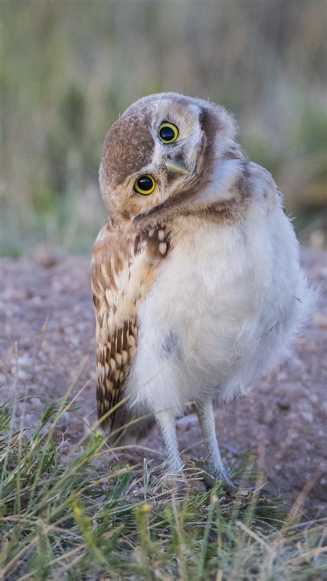 young burrowing owls   edge   natal burrow sublette county