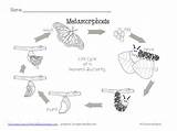 Metamorphosis Freebie Prekandksharing Activities sketch template