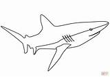 Coloring Shark Pages Printable sketch template