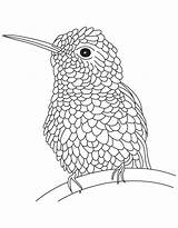 Hummingbird Kolibri Ausmalbilder Hummingbirds Everfreecoloring Malvorlagen Kostenlos sketch template