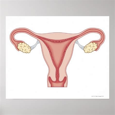 female reproductive system 2 poster zazzle