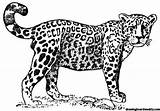 Gepard Jaguar Kolorowanka Kolorowanki Druku Wydruku Kot Malowanki Panthera Afryce Onca Mamydzieci Bardzo żywo sketch template
