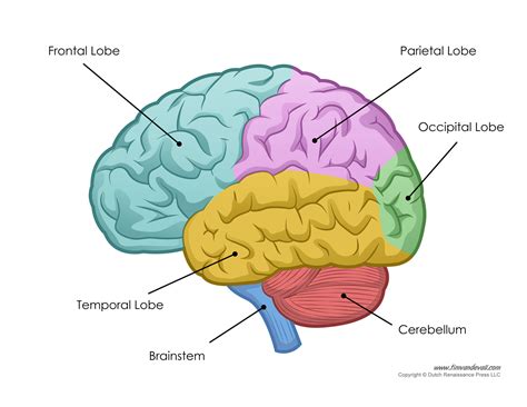 human brain diagram labeled unlabled  blank