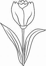 Tulip Sweetclipart sketch template
