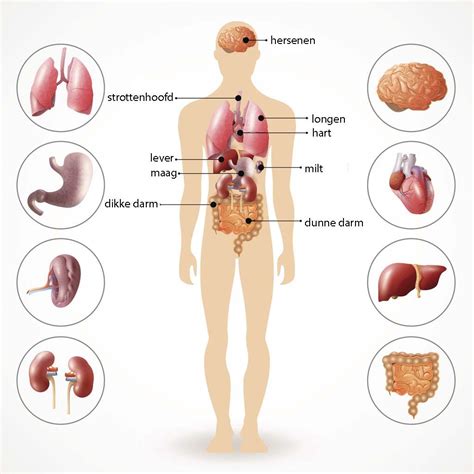 weet jij welke organen waar  je lichaam zitten libelle anatomia  corpo humano anatomia