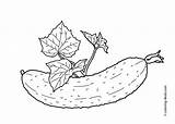 Coloring Pages Cucumber Clipart Kids Vegetable Vegetables Printable Leaves Leaf Clipground Popular 4kids sketch template
