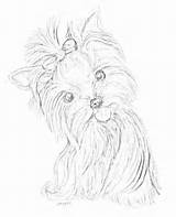 Yorkie Coloring Pages Yorkshire Malen Teacup Terrier Getcolorings Malerei Drawings Tiere Getdrawings Embroidery sketch template