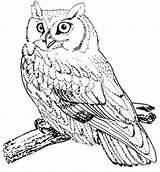 Owl Coloring Screech Bird Color Pages Drawing Birds Getdrawings sketch template