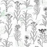 Botanical Nello Erbe Stile Cuciture Disegno Schizzo Mano Selvatiche Estrarre sketch template