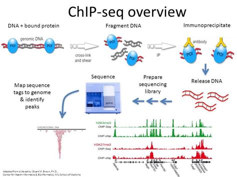 chip seq