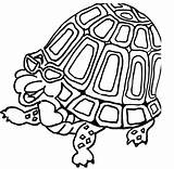 Tortuga Turtles Supercoloring Laud Anteojos sketch template