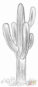 Cactus Saguaro Coloring Drawing Draw Pages Printable Outline Step Sketch Tutorials Kids Drawings Dessin Flower Supercoloring Desert Painting Plants Colorier sketch template
