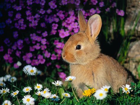 horse    rabbits  pictures  baby bunnies