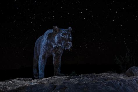 odds  camera trap captures  elusive black panther