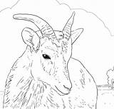 Sheep Coloring Horn Big Bighorn Female Pages Printable Dall Horns Color Drawing Print Supercoloring Find Click Drawings Search sketch template
