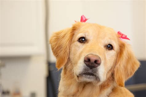 dog grooming cat grooming  morristown nj