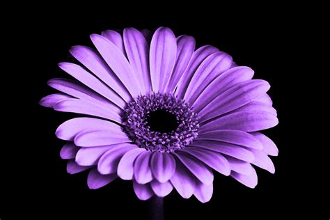 images black  white flower purple petal color pink