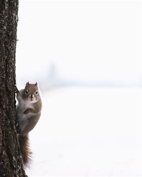 alan poelman  instagram     squirrels  run erratic  unpredictable paths