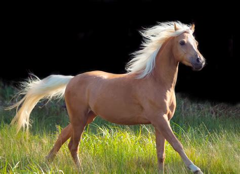palomino horse breeds history origin cost