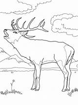 Deer Coloring Pages Elk Red Color Printable Bull Print Mule European Moose sketch template