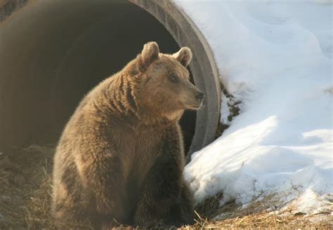 Brown Bear Torpor Or Hibernation Help For Bears