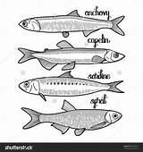 Sardine Coloring Fish Designlooter Anchovy Capelin Drawn Graphic Line Collection Style Small 1600px 06kb 1500 sketch template
