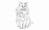 Coon Maine Coloring Pages Print sketch template