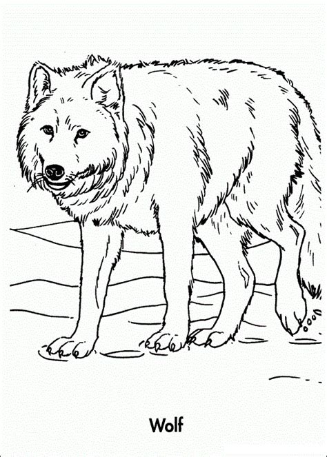 printable wolf coloring pages  kids