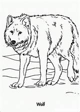 Wolf Coloring Pages Kids Color Adults Printable Sheets Wolves Colour Animal Colouring Print Adult Drawing Wild Realistic Bestcoloringpagesforkids Animals Printables sketch template