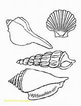 Coloring Shells Pages Seashell Sea Seashells Conch Color Printable Shell Drawing Beach Getcolorings Getdrawings Library Clipart Popular sketch template