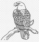 Eagle Outline Bald Cliparts Coloring Clipart sketch template