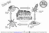 Ladybug Cycle sketch template