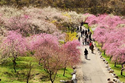 lost   pink forest inabe plum blossom festival japan travel guide
