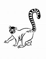 Lemur Tailed Designlooter 792px 17kb Clipartmag Ringtailed sketch template