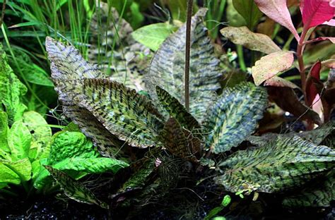 cryptocoryne  overview   popular aquatic plant genus