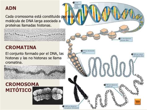 Num De Cromosomas Y Adn En Cada Fase Division Celular Buscar Con