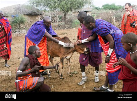 africa tanzania maasai an ethnic group of semi nomadic people stock