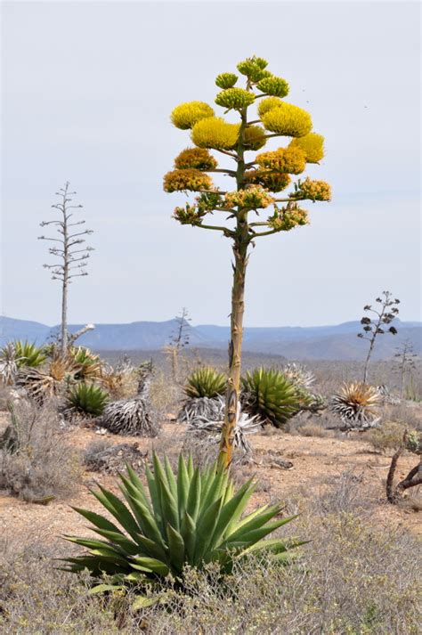 century plant bloom arizona oddities