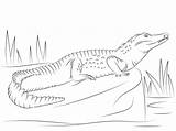 Crocodile Coloriage Nil Nilo Cocodrilo Coccodrillo Colorare Disegno Alligator Pages Reptile Getdrawings Reptiles Viajera Tortuga Nile Lato Worksheet Alphabet sketch template