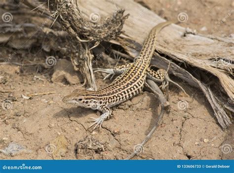 colorado checkered whiptail stock image image  animal scales