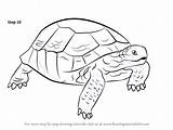 Tortoise Turtles Tortoises Turtle Improvements Necessary Russian Drawingtutorials101 Tortoiseguy sketch template